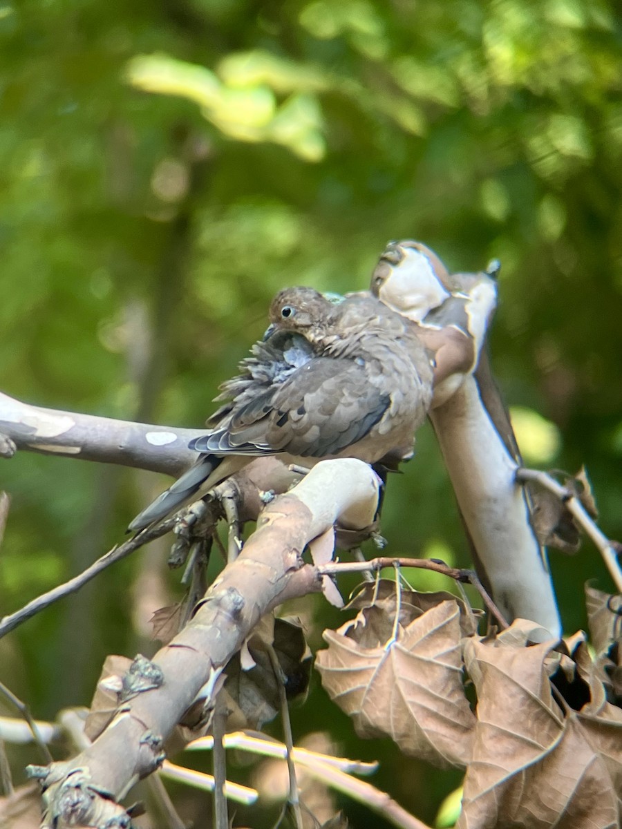 Mourning Dove - ML642108116