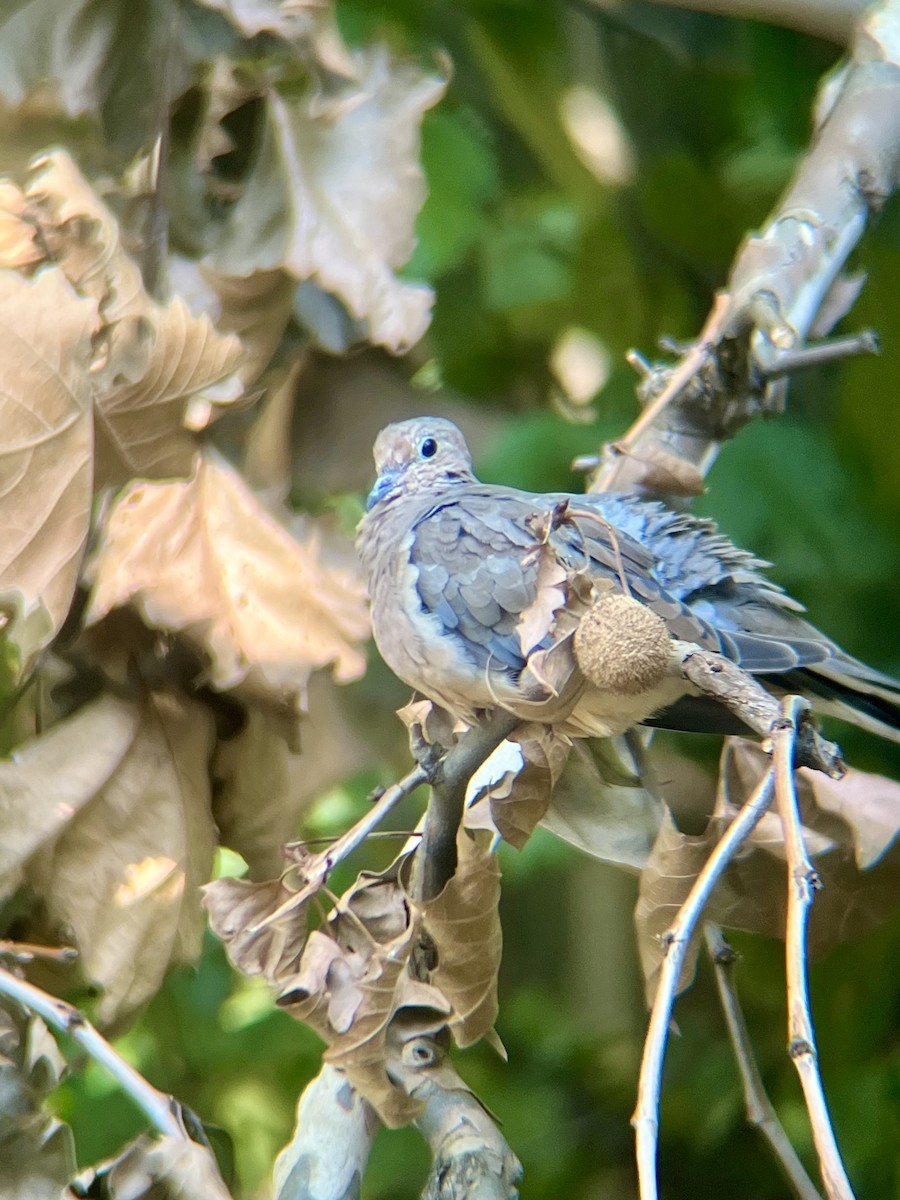 Mourning Dove - ML642108117