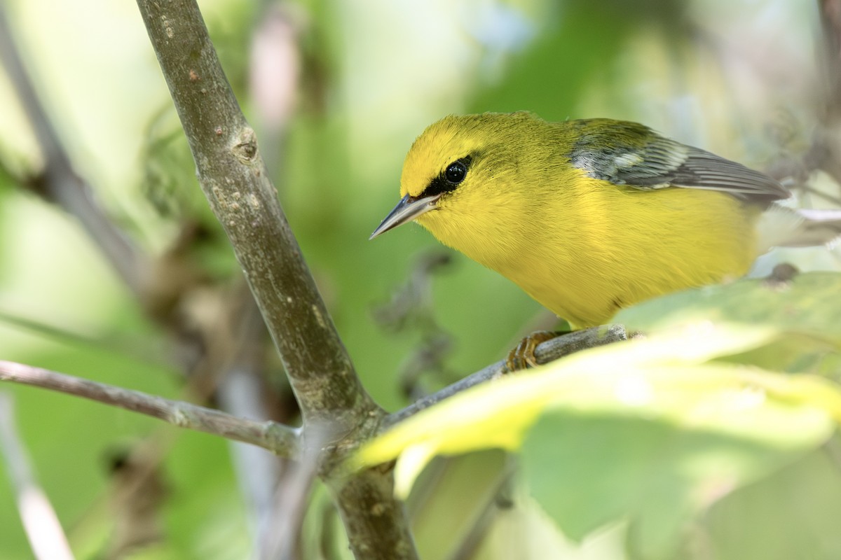 lesňáček modrokřídlý - ML642108155