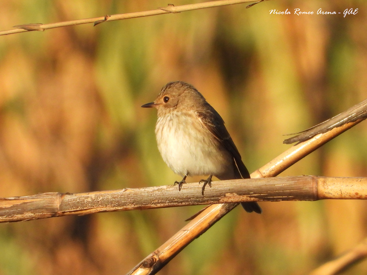 Spotted Flycatcher - ML642108156