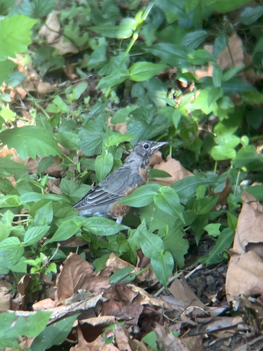 American Robin - ML642108164