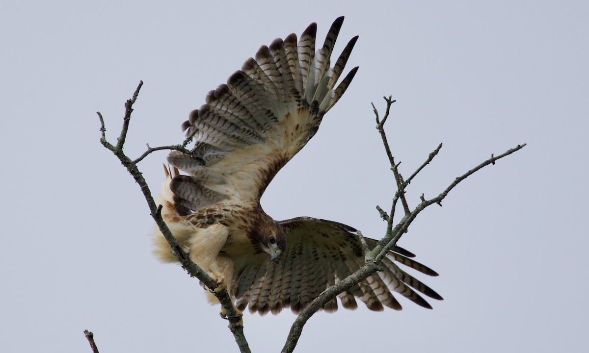 Red-tailed Hawk - ML642108184