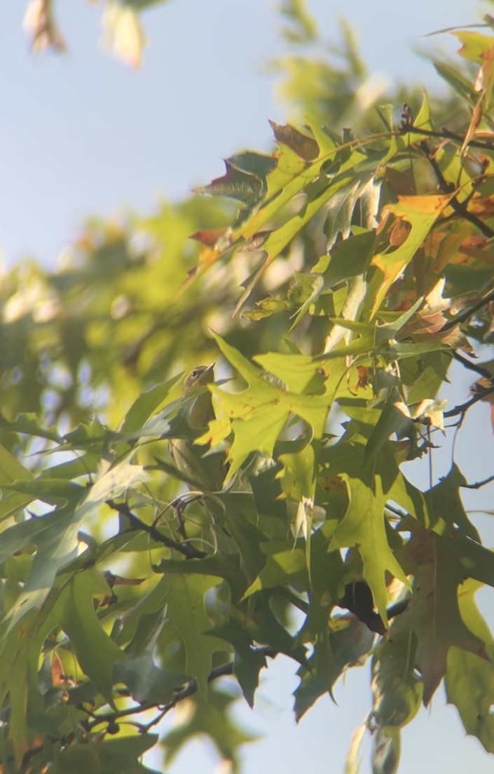 Blackburnian Warbler - ML642108188