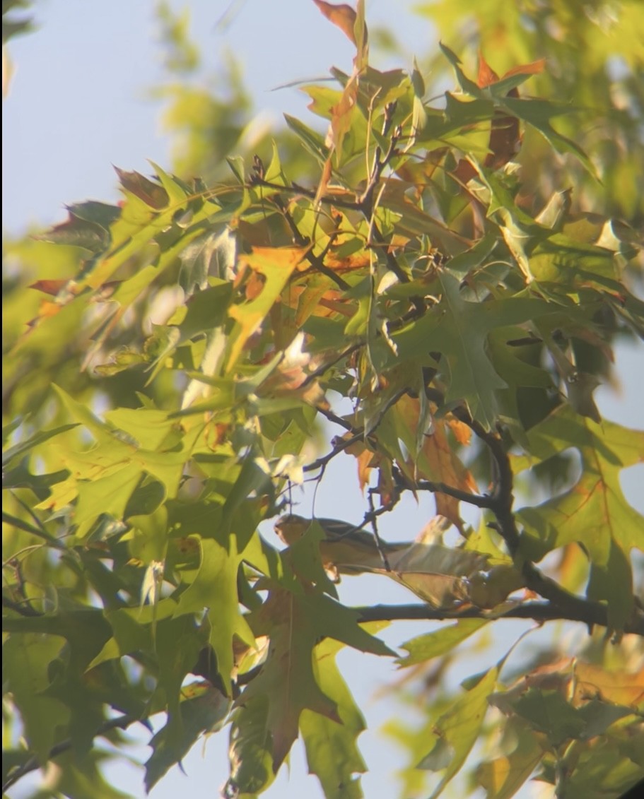 Blackburnian Warbler - ML642108189