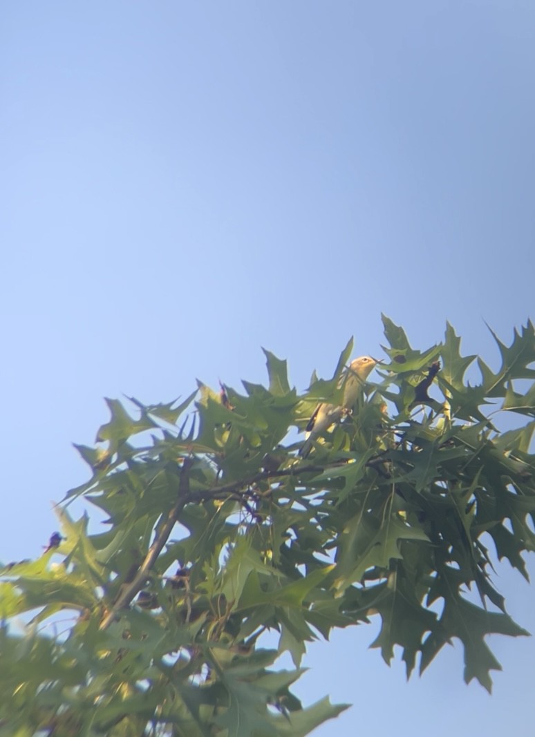 Blackburnian Warbler - ML642108190