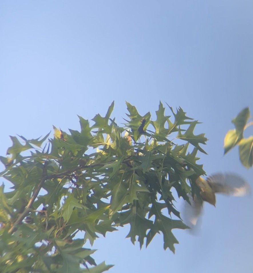 Blackburnian Warbler - ML642108192