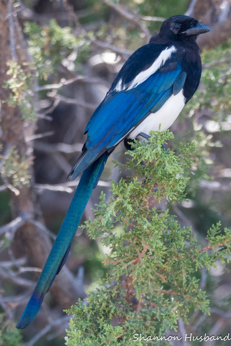 Black-billed Magpie - ML642108199