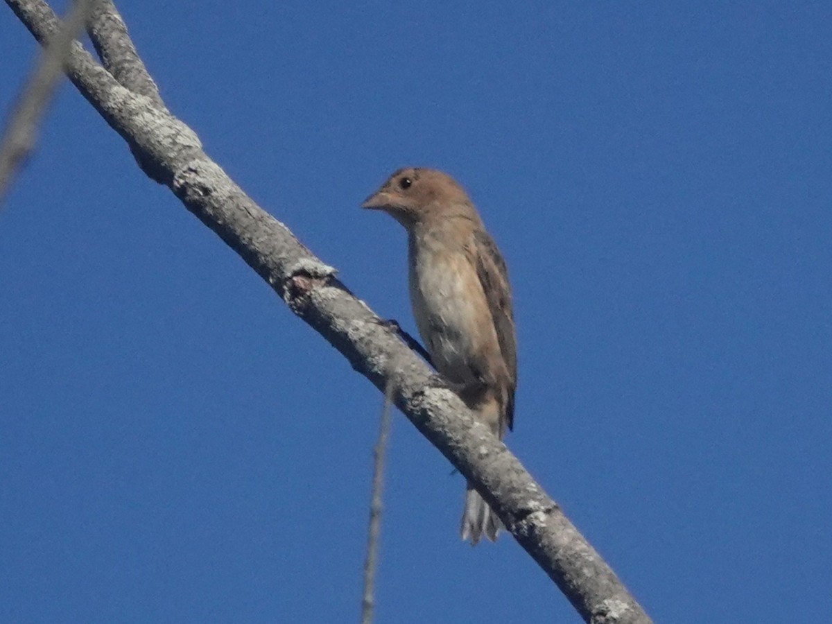 Indigo Bunting - ML642108251
