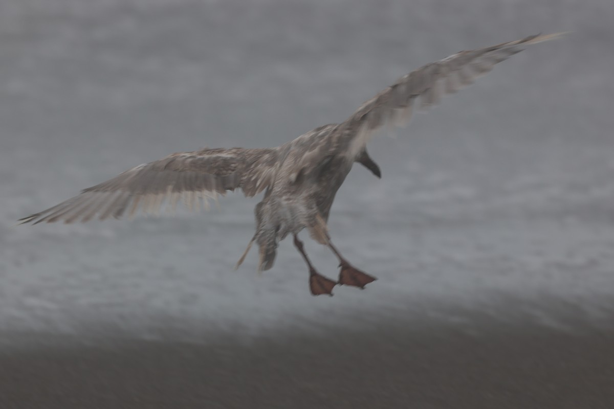 Western Gull - ML642108257