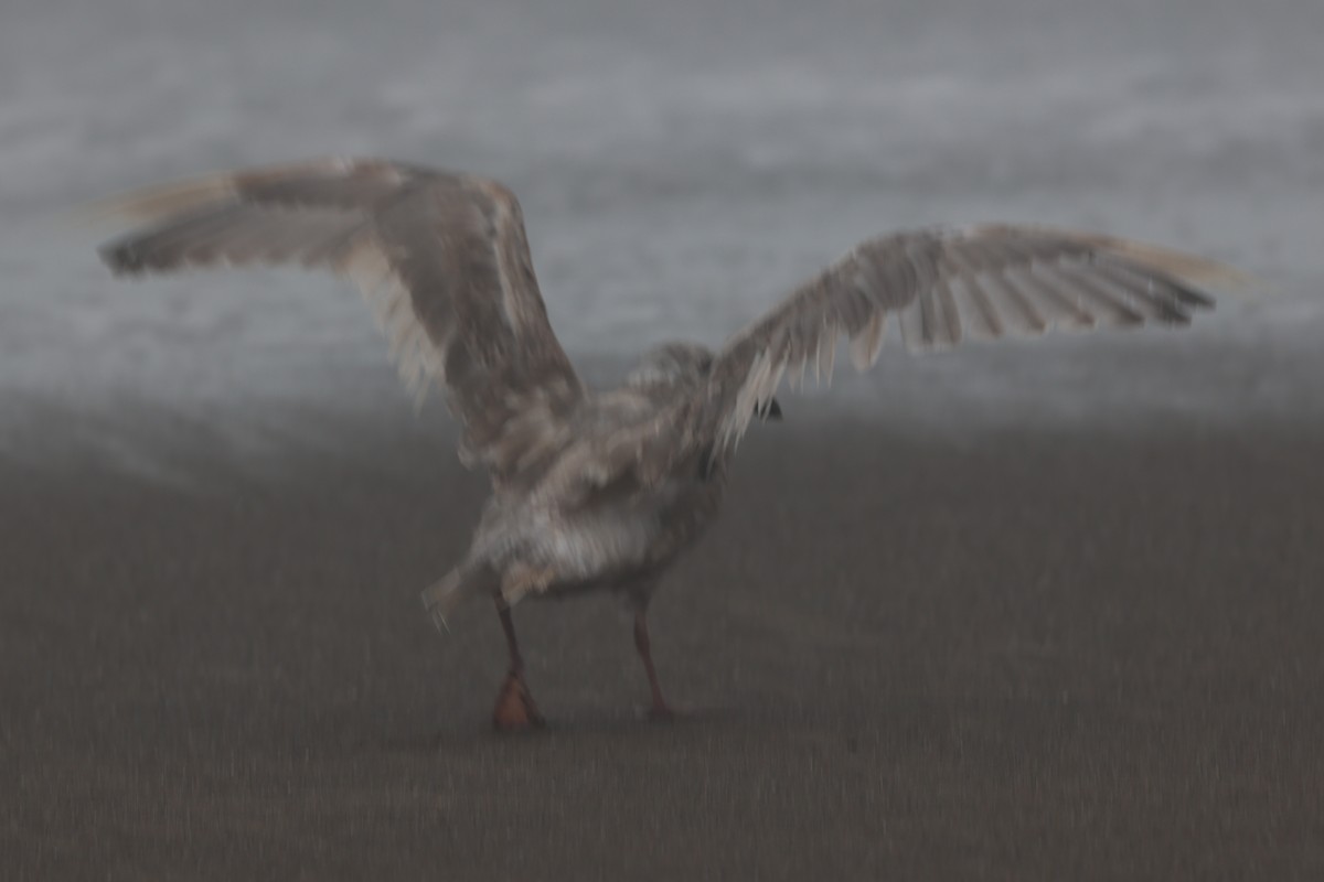Western Gull - ML642108258