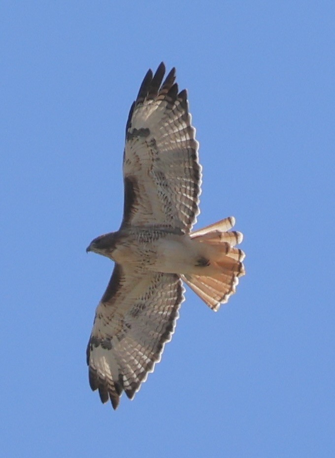 Red-tailed Hawk - ML642108270