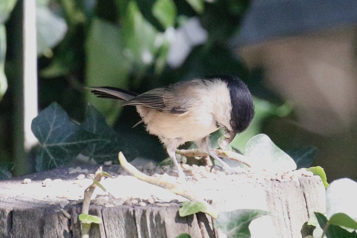 Mésange boréale (groupe montanus) - ML642108272