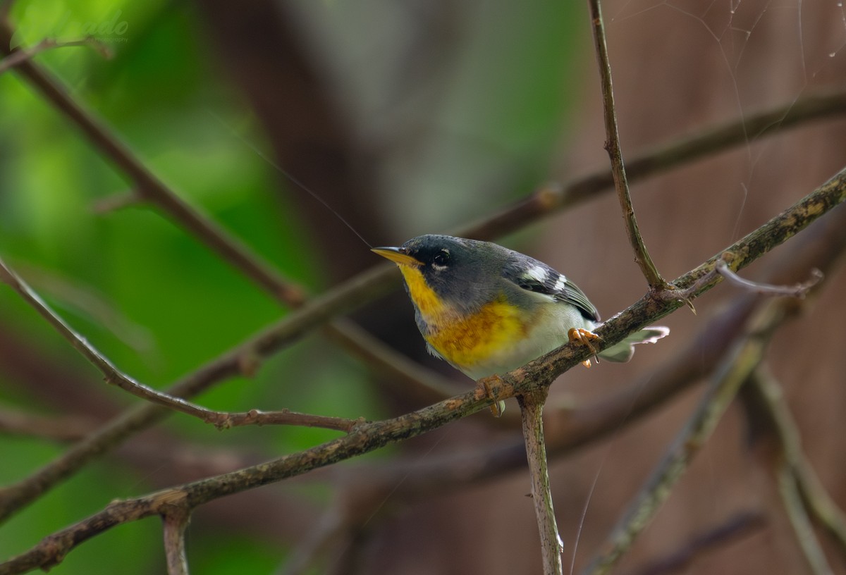 Northern Parula - ML642108297