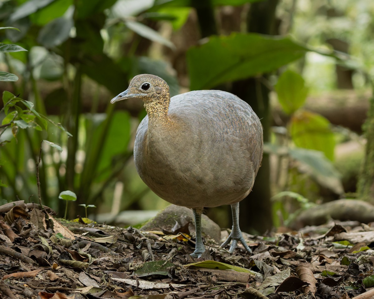 Solitary Tinamou - ML642108304