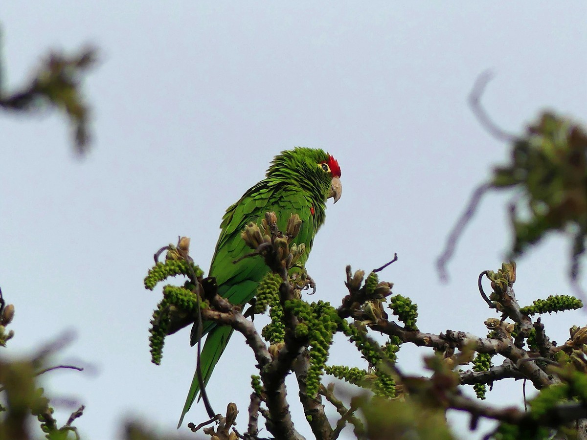 Cordilleran Parakeet - ML642108321