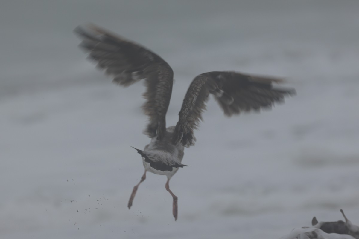 Western Gull - ML642108332