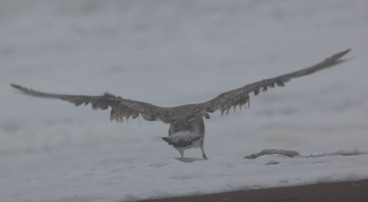 Western Gull - ML642108333