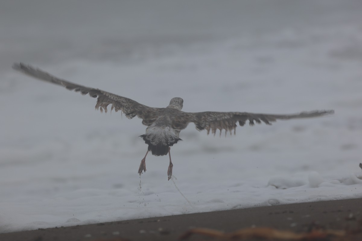 Western Gull - ML642108334