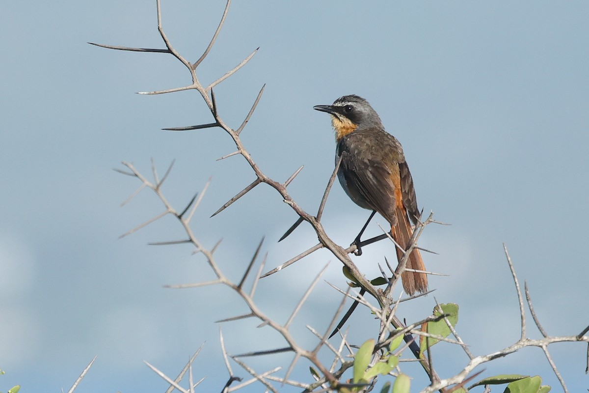 Cape Robin-Chat - ML642108337