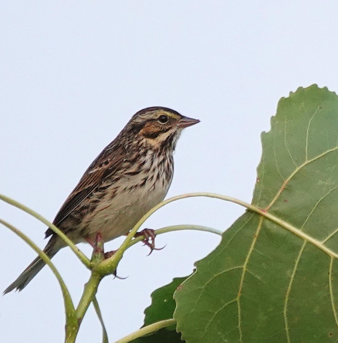 Savannah Sparrow - ML642108347