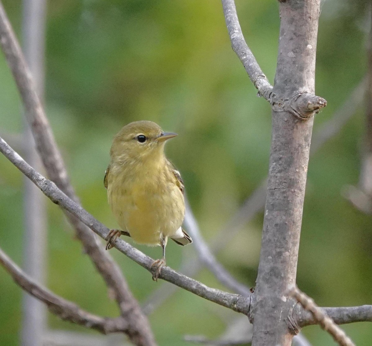 Blackpoll Warbler - ML642108354