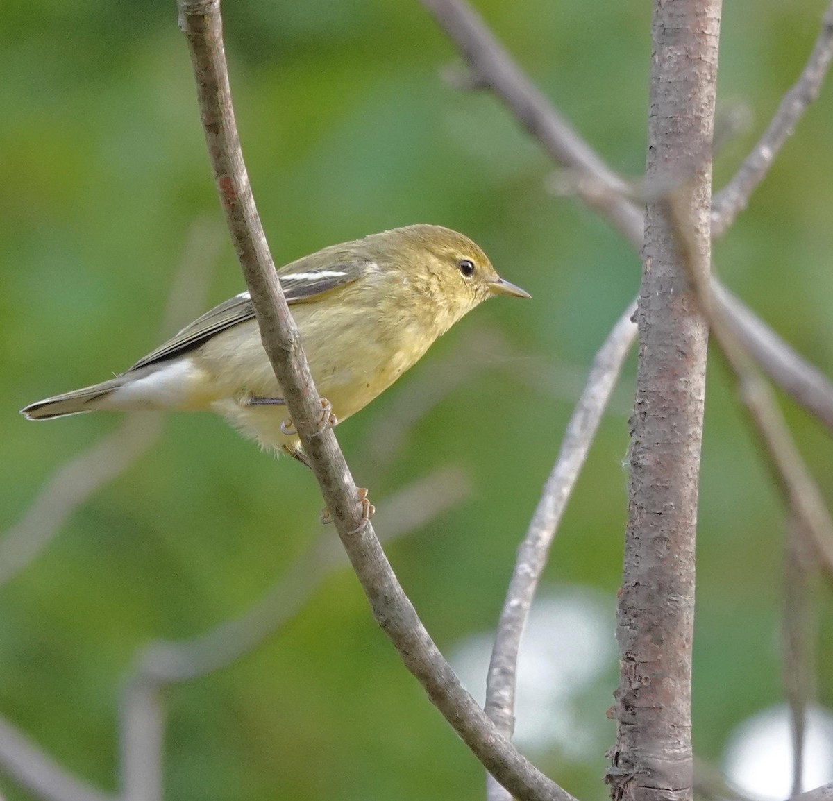 Blackpoll Warbler - ML642108360