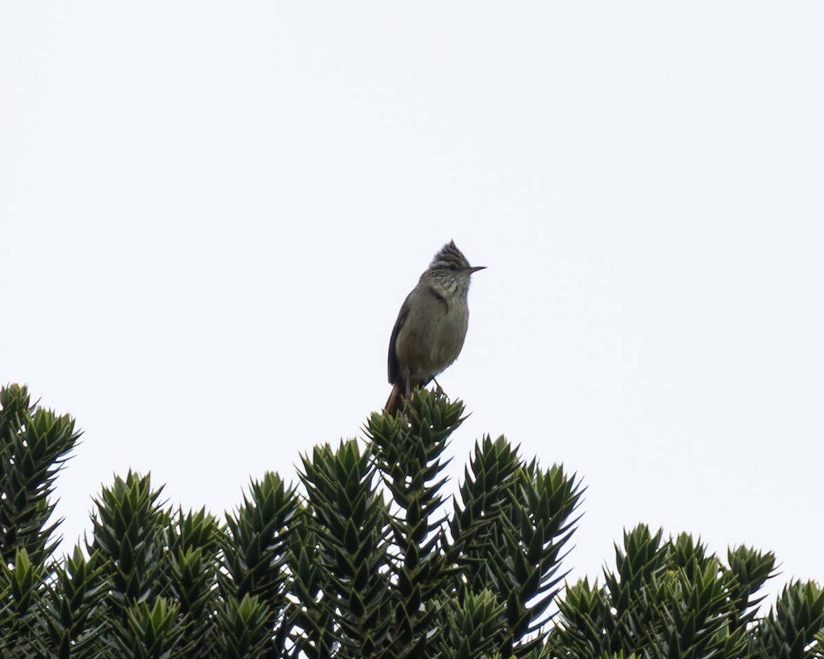 Araucaria Tit-Spinetail - ML642108367