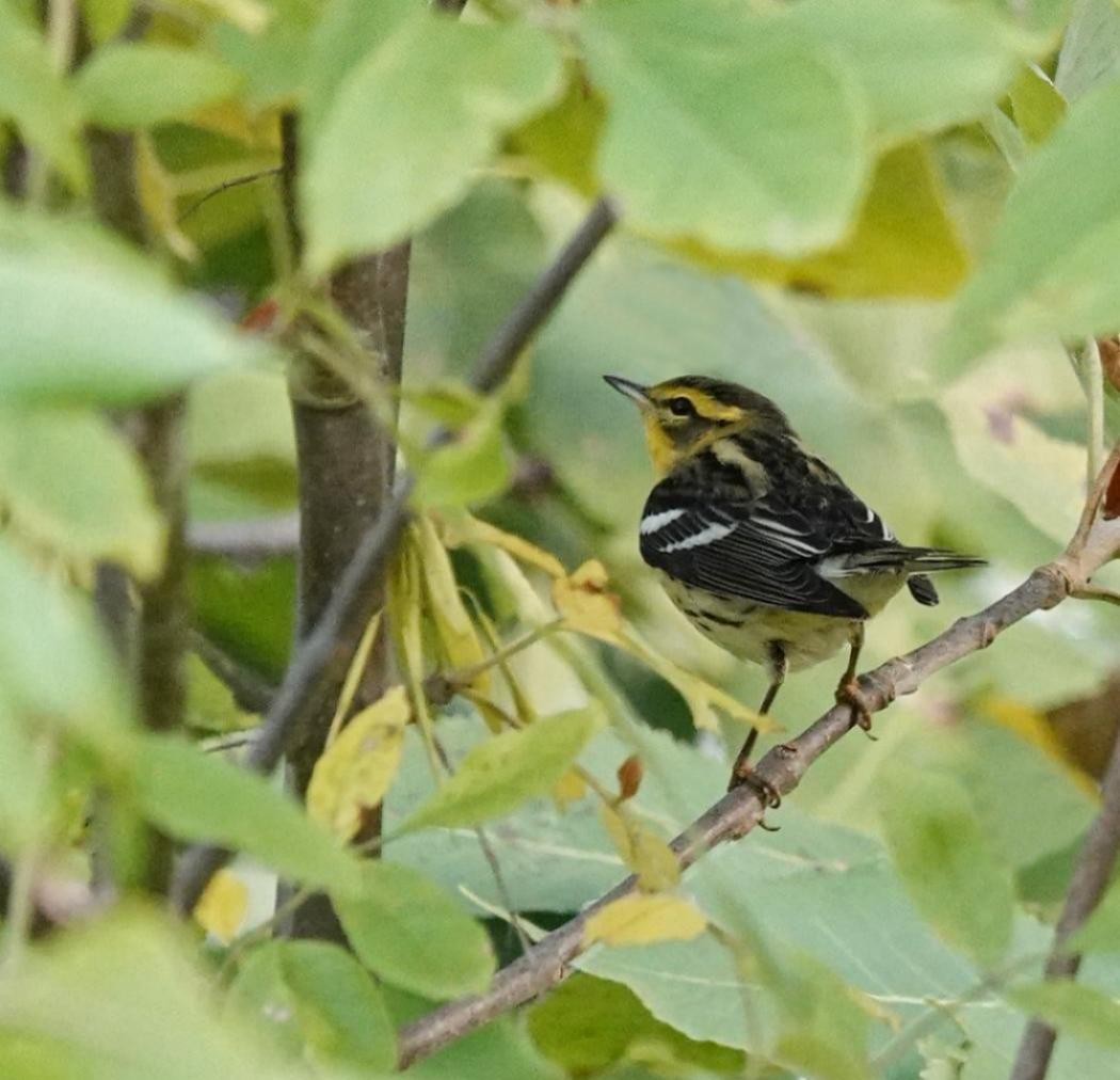 Blackburnian Warbler - ML642108368