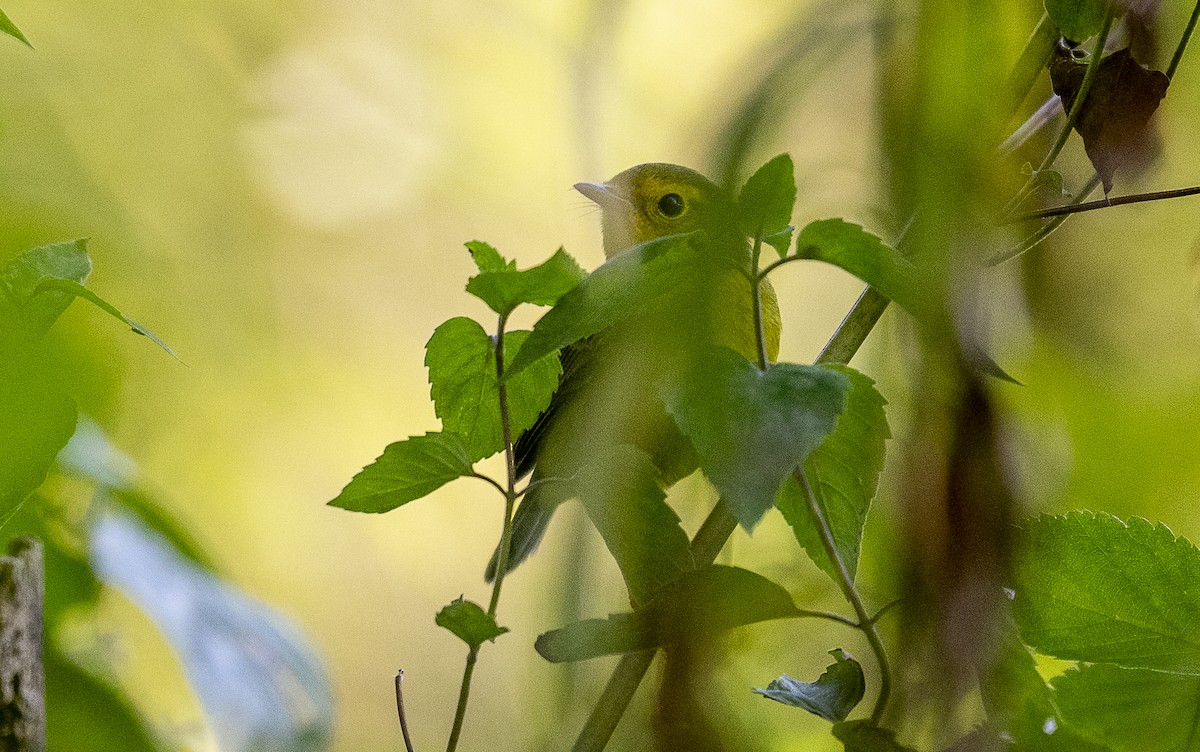 Wilson's Warbler - ML642108374