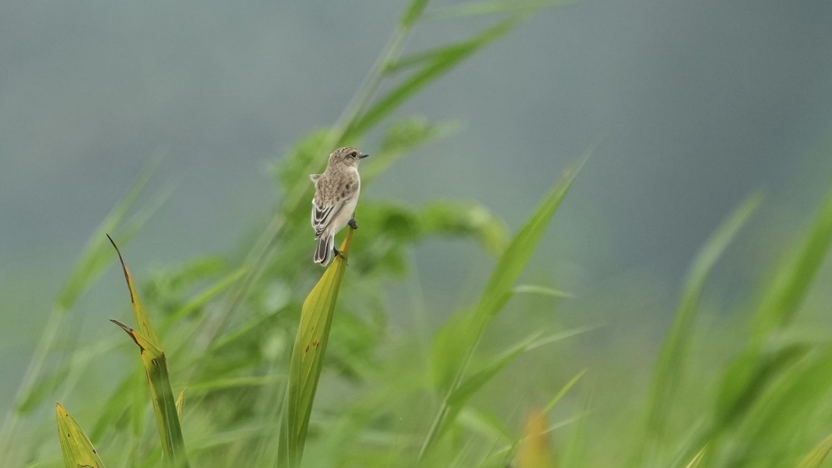 Tarabilla Siberiana - ML642108392