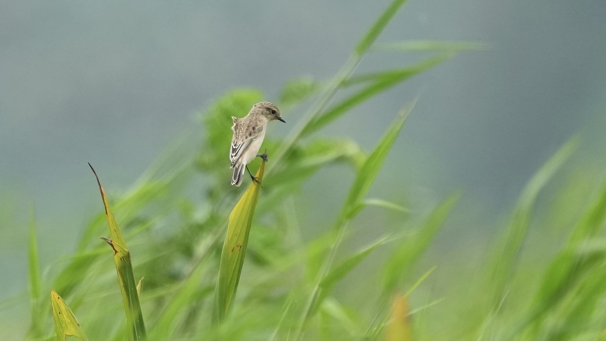 Tarabilla Siberiana - ML642108396