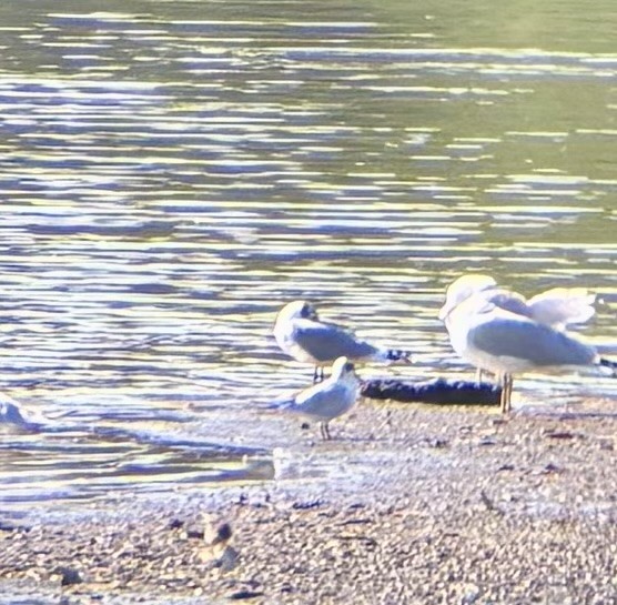Gaviota Pipizcan - ML642108407