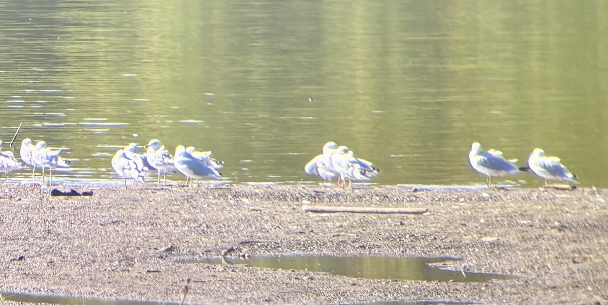 Gaviota de Delaware - ML642108411