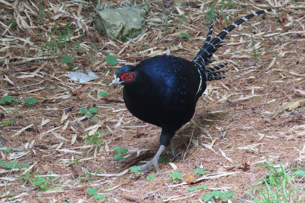 Mikado Pheasant - ML642108414