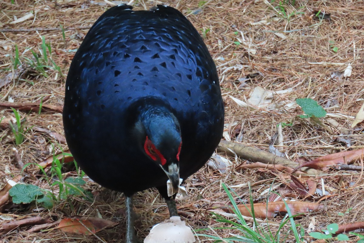 Mikado Pheasant - ML642108417