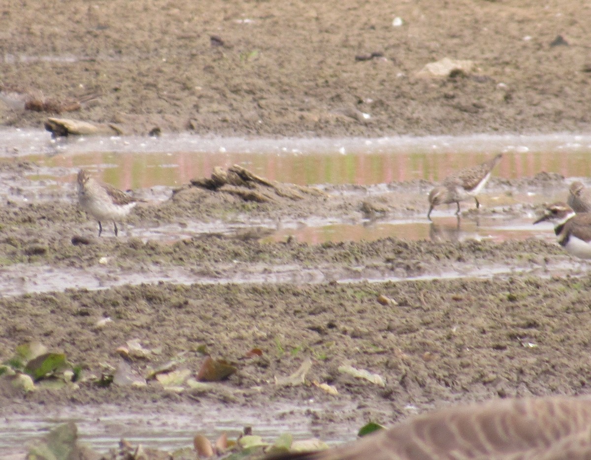 White-rumped Sandpiper - ML642108418