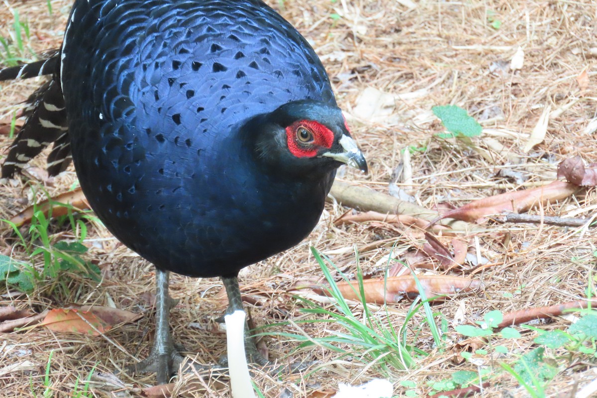 Mikado Pheasant - ML642108423