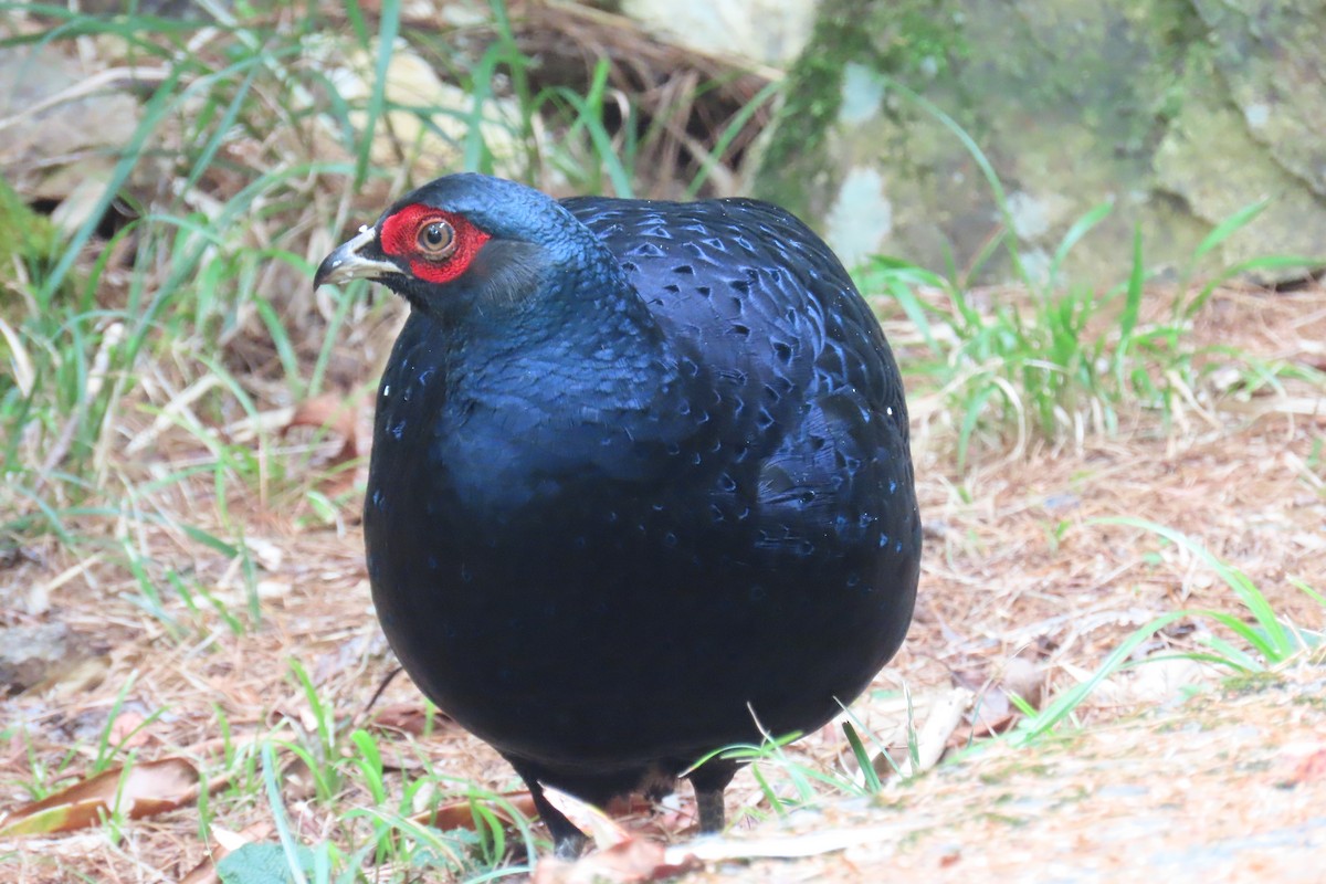 Mikado Pheasant - ML642108425