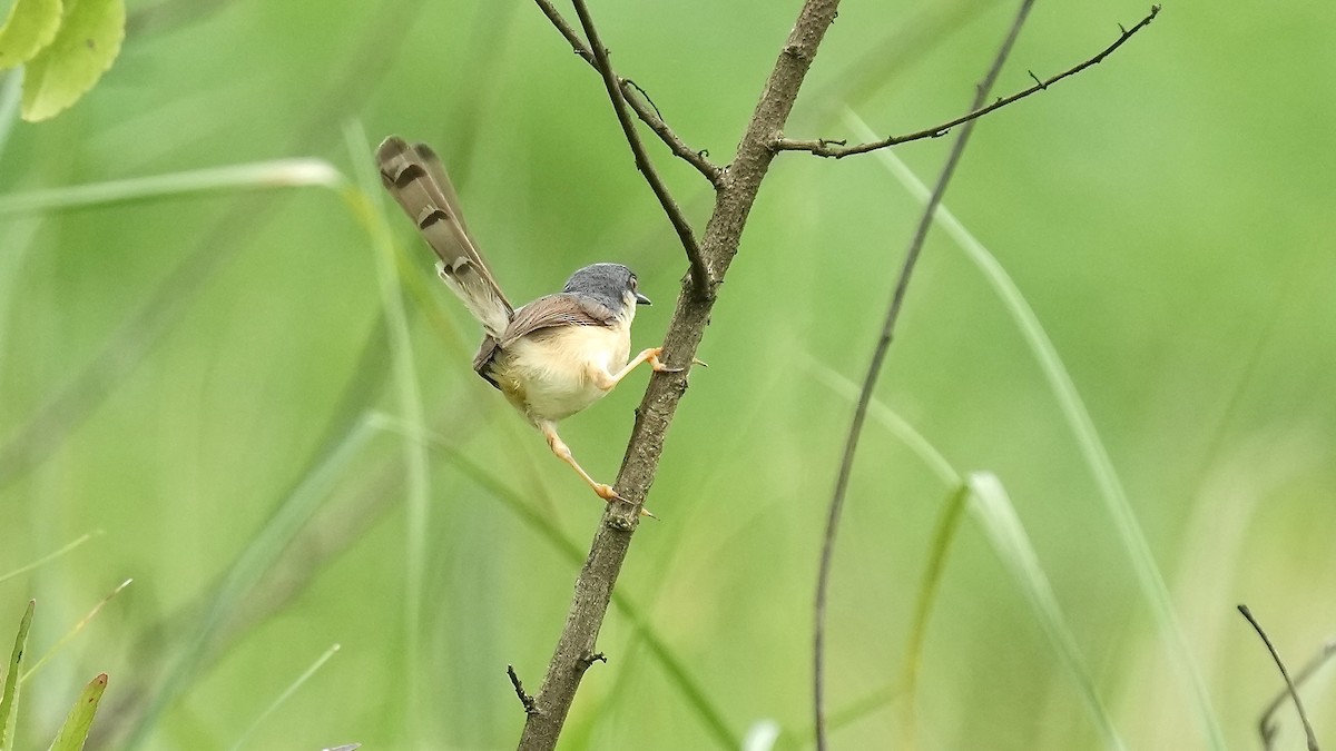 Ashy Prinia - ML642108440