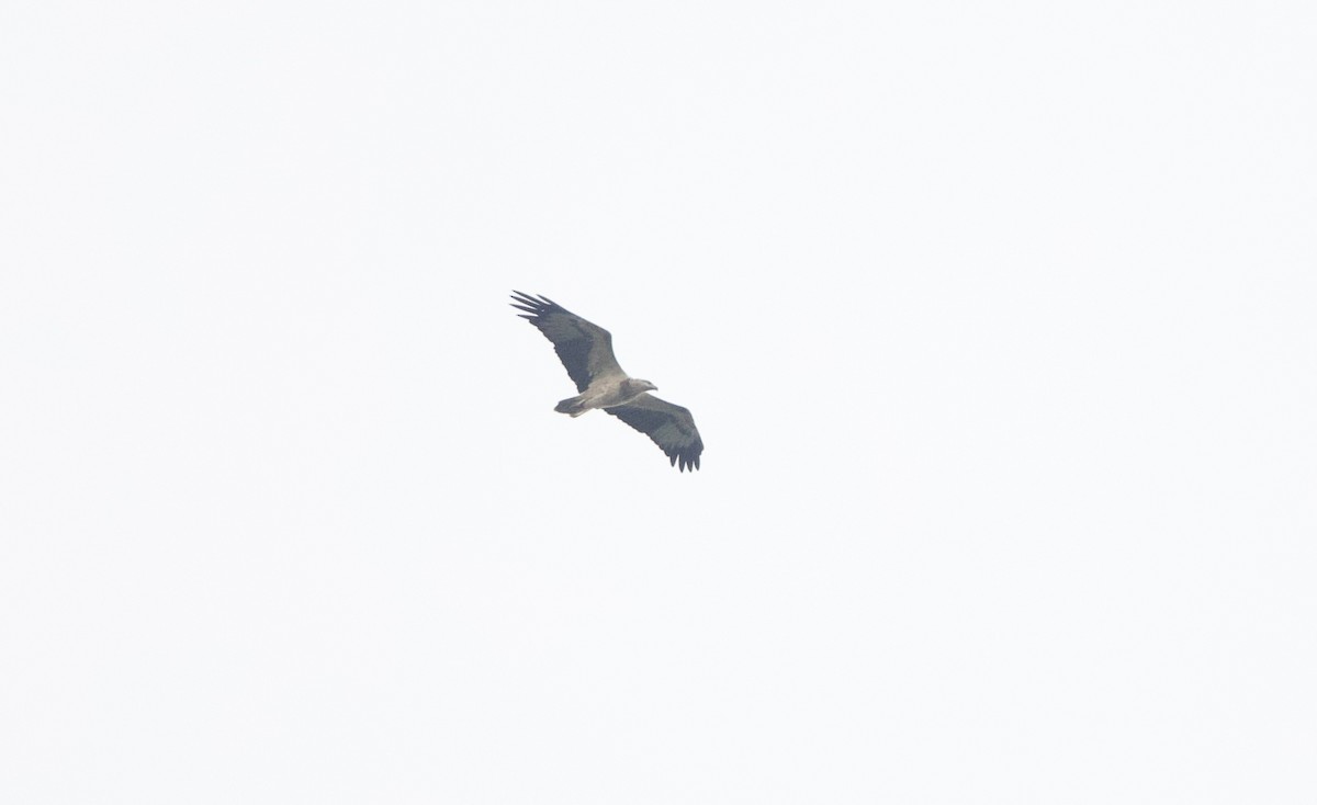 White-bellied Sea-Eagle - ML642108443