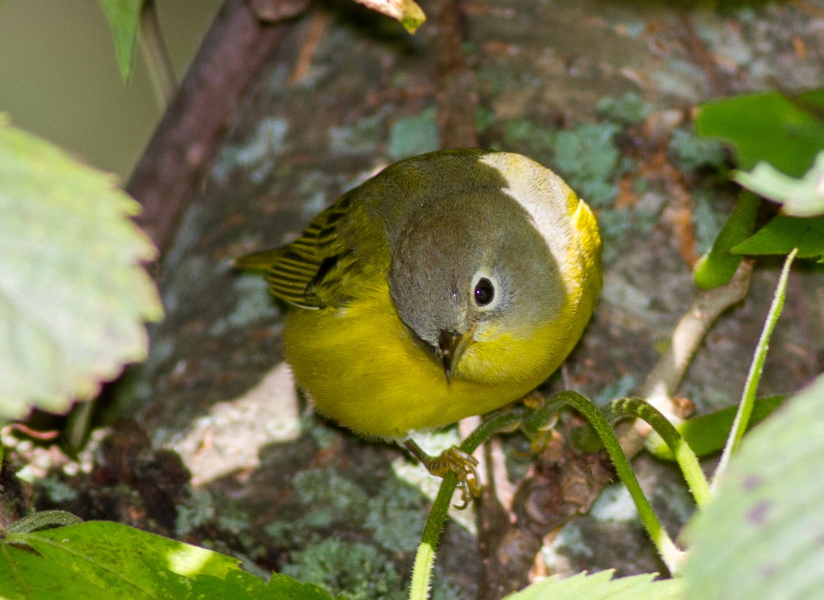 Nashville Warbler - ML642108444