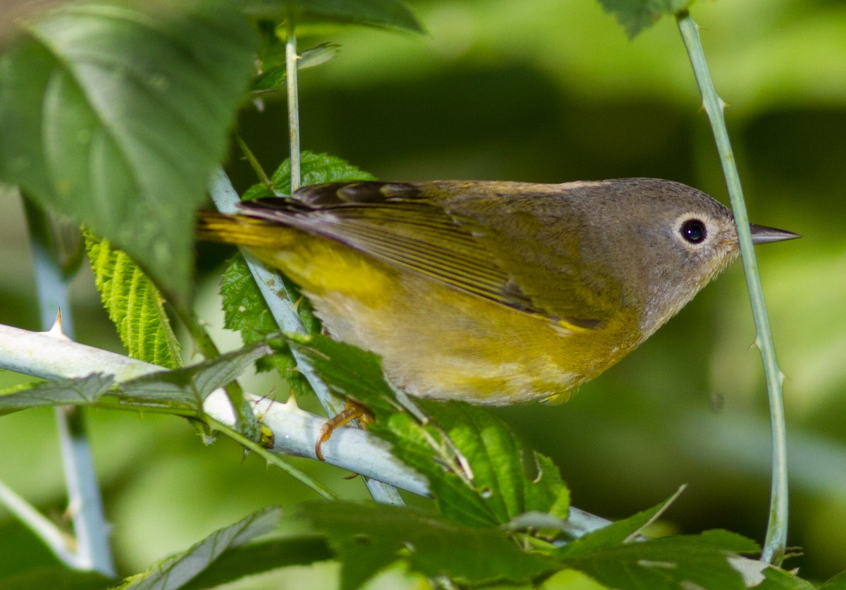 Nashville Warbler - ML642108445