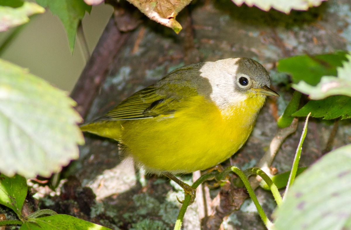 Nashville Warbler - ML642108446