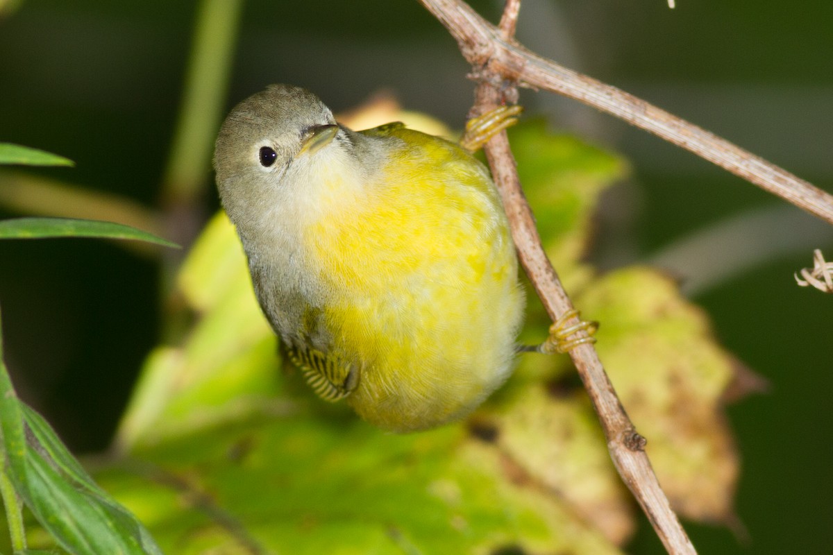 Nashville Warbler - ML642108447