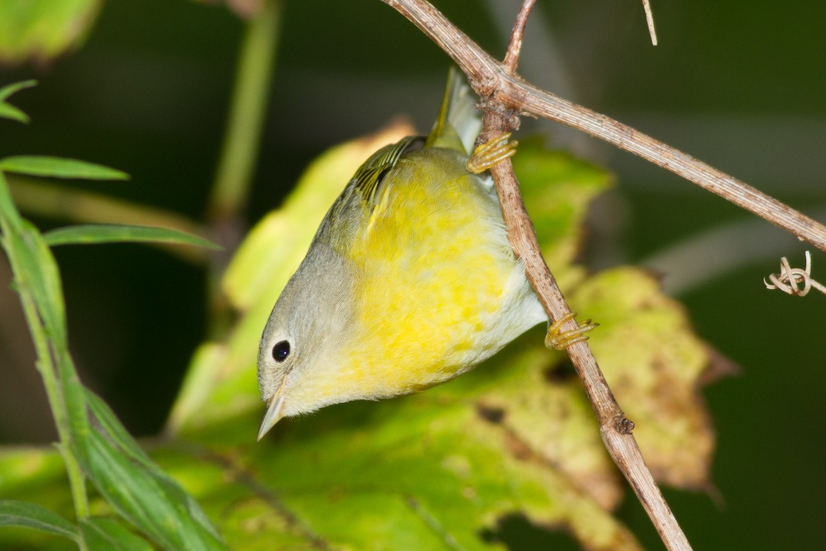 Nashville Warbler - ML642108448