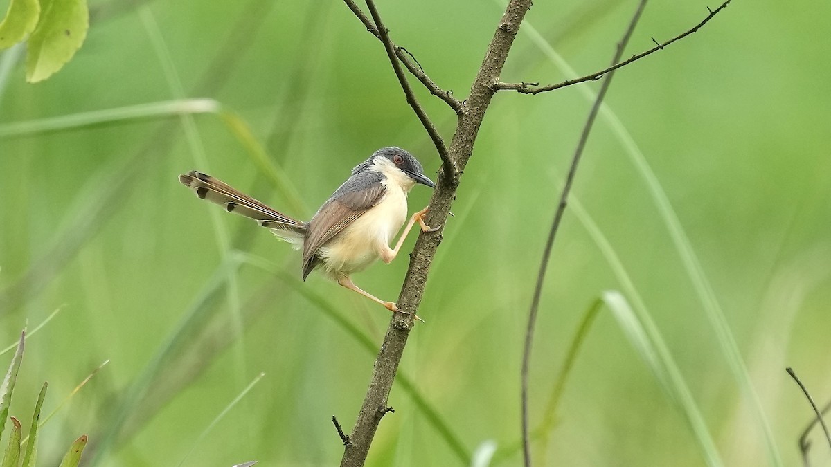 Ashy Prinia - ML642108449