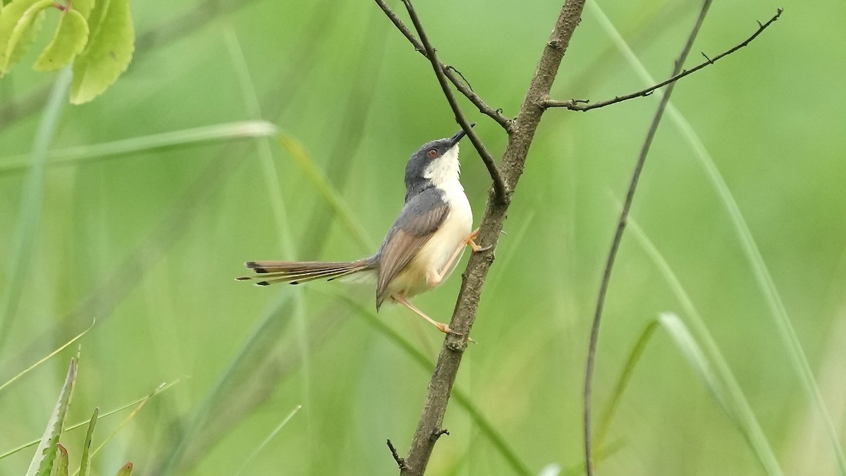 Ashy Prinia - ML642108450