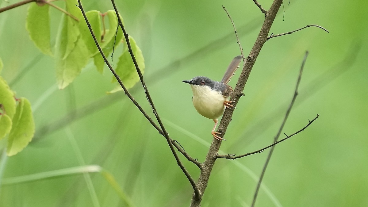 Ashy Prinia - ML642108451