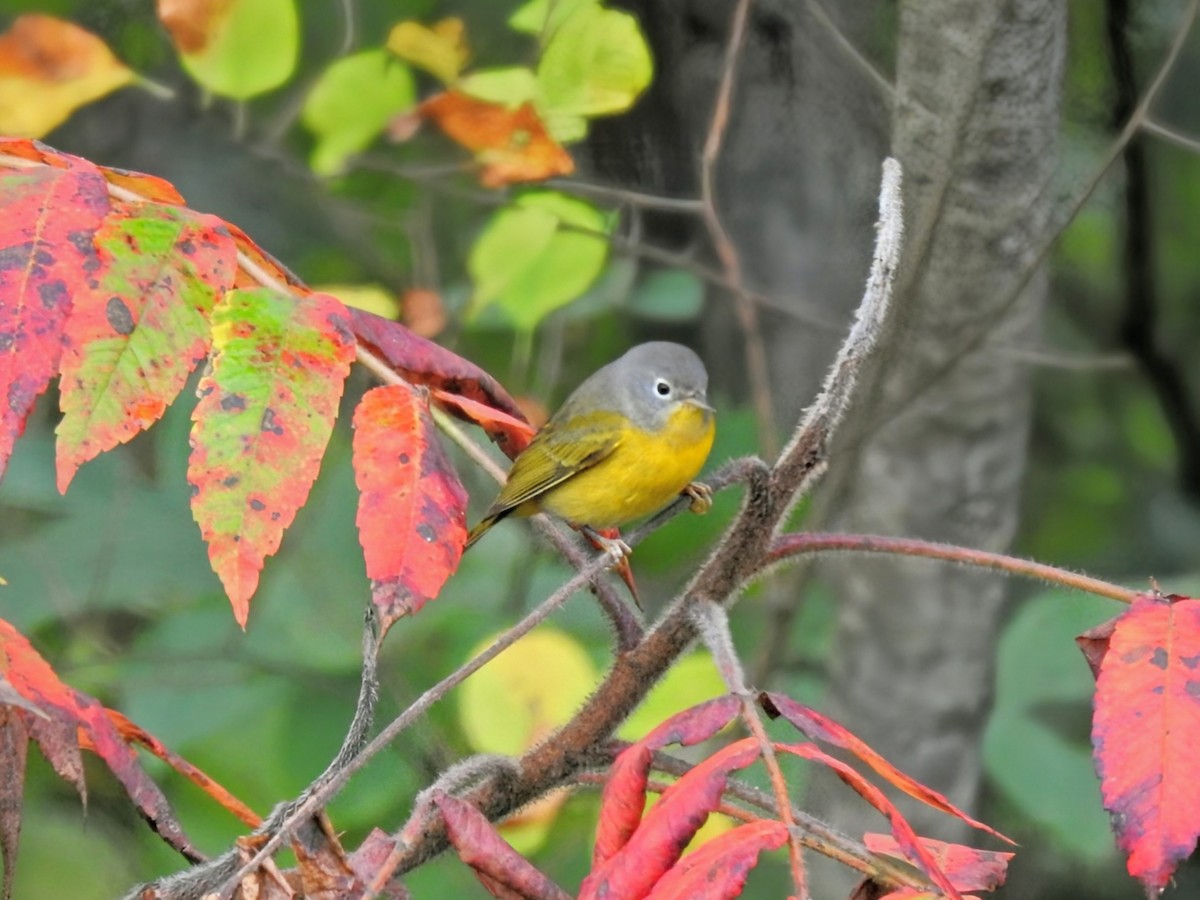 Nashville Warbler - ML642108457