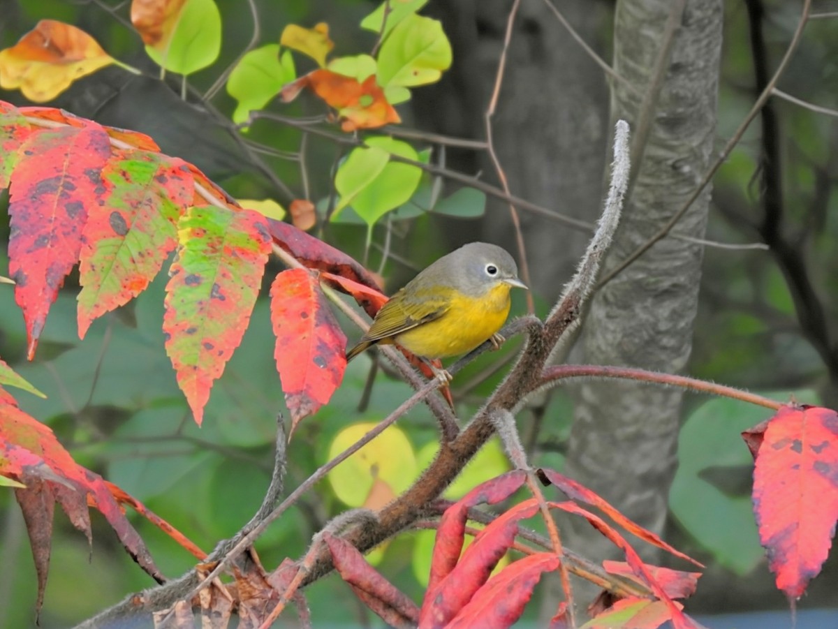 Nashville Warbler - ML642108458